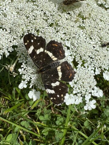 Schmetterling , Tagfalter